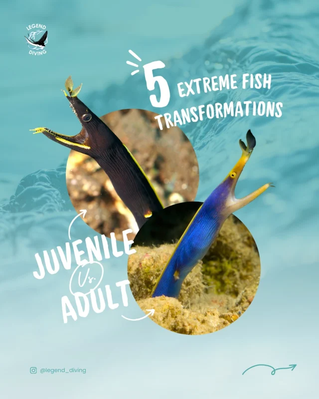 5 Amazing Fish That Change Completely As They Grow!
.
Follow us for more scuba diving & marine life content🐠🪸🌊
.
#marinelife #saltwaterfish #marinebiology #marineanimals #sealover